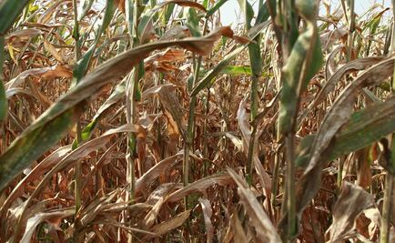 Bloquean campesinos accesos de Zumpango del Río