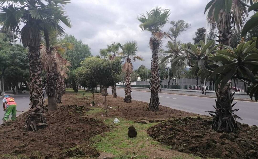 La Sedema lanza licitación para el retiro de Palmeras en CDMX. Foto: Archivo/Especial 