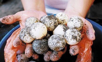 Detienen a mujer que transportaba 2 mil huevos de tortuga