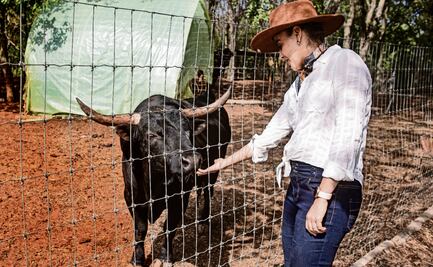 ¿Qué les espera a los toros de lidia?