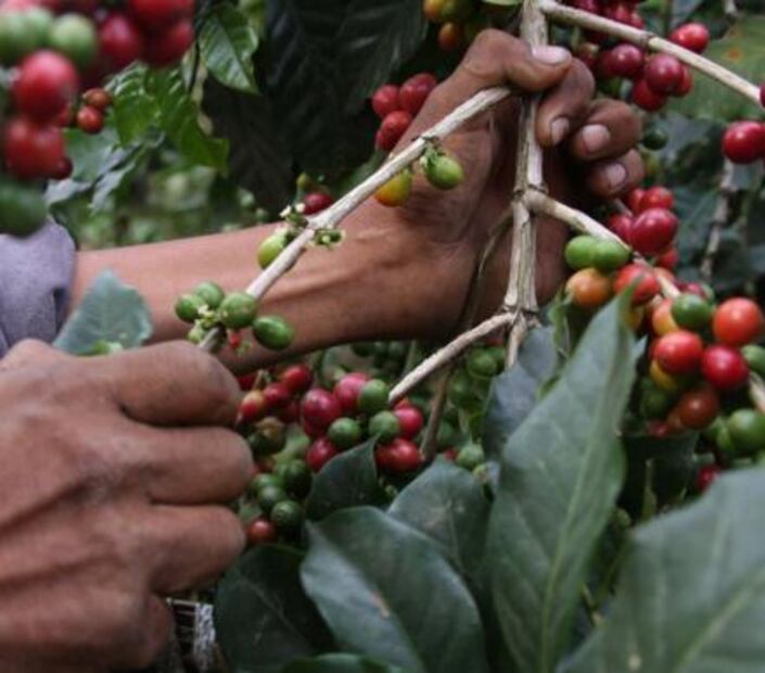 16 things which can only be produced in Mexico