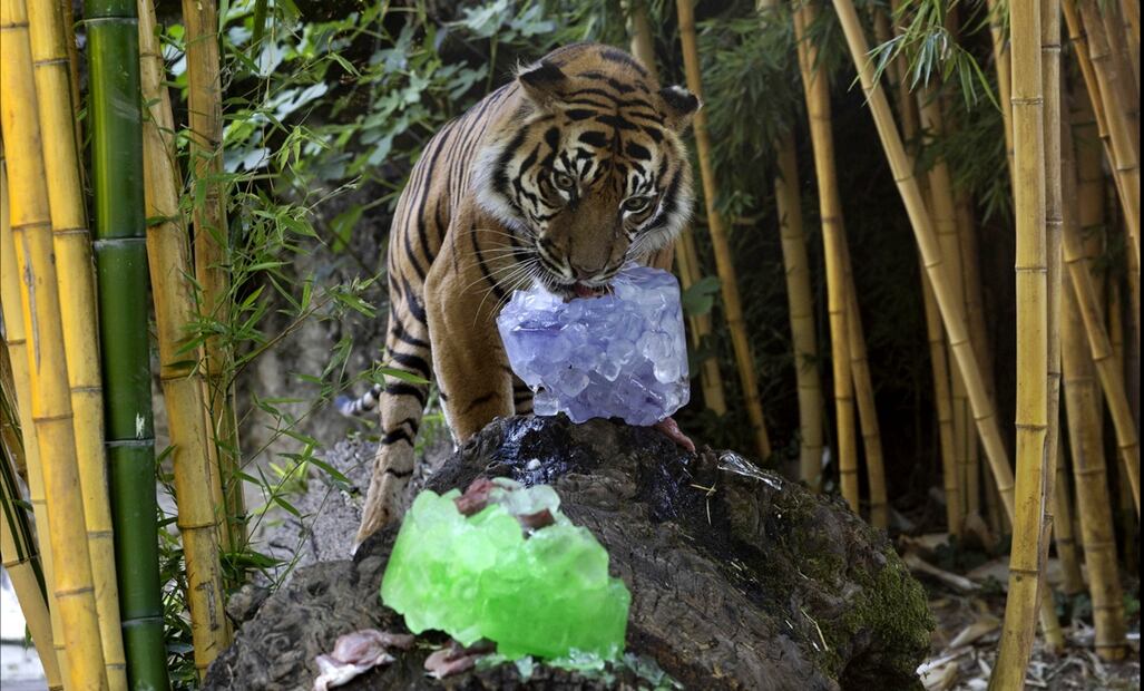Un tigre recibe comida y agua congelada durante la ola de calor en el Bioparque de Roma, en Roma, Italia, el 02 miércoles de julio de 2025. Foto: EFE
