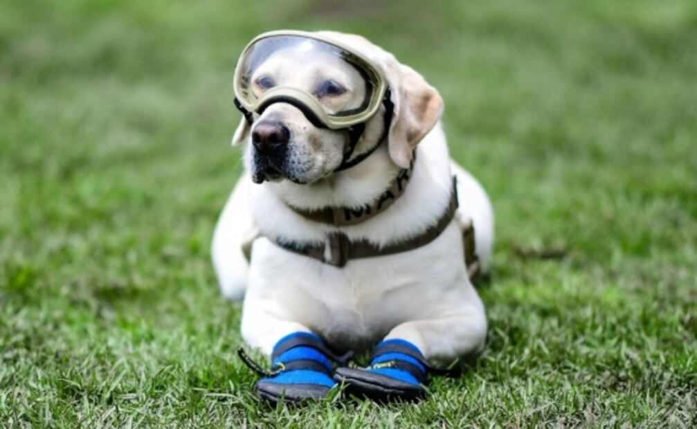Frida, la perrita rescatista, presenta problemas de salud pero se encuentra estable