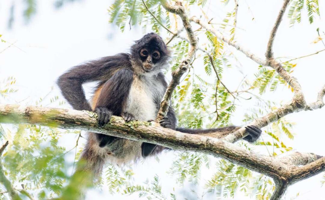 Mono araña (Ateles geoffroyi) en Parque Natural Reserva Ría Lagartos, Yucatán. Foto: Conanp