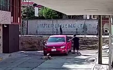 Pasa junto a perro descansando, sube a su auto y lo atropella