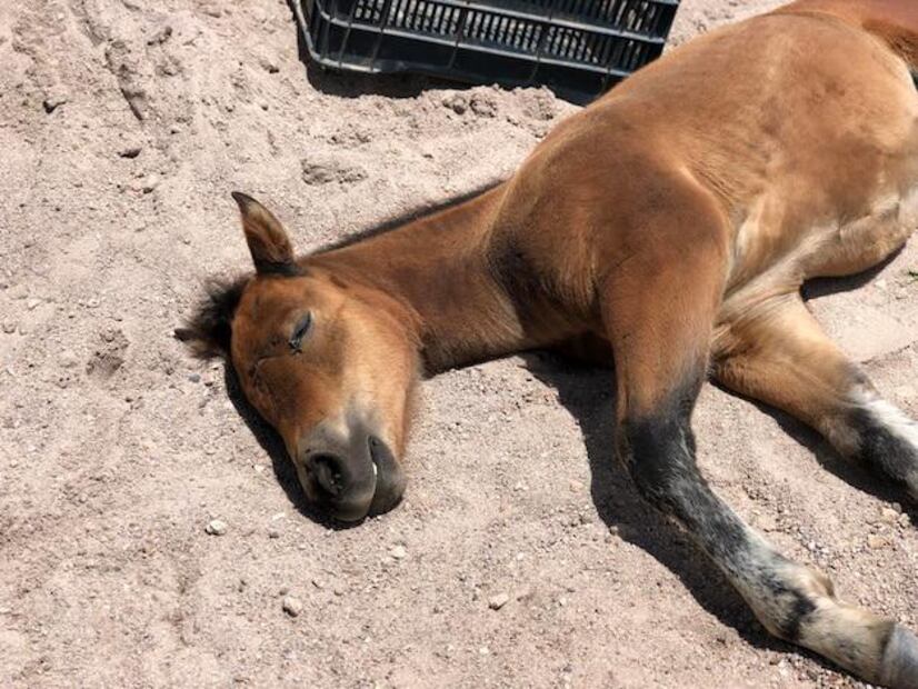 El fascinante descanso de los caballos. Fuente: Freepik.