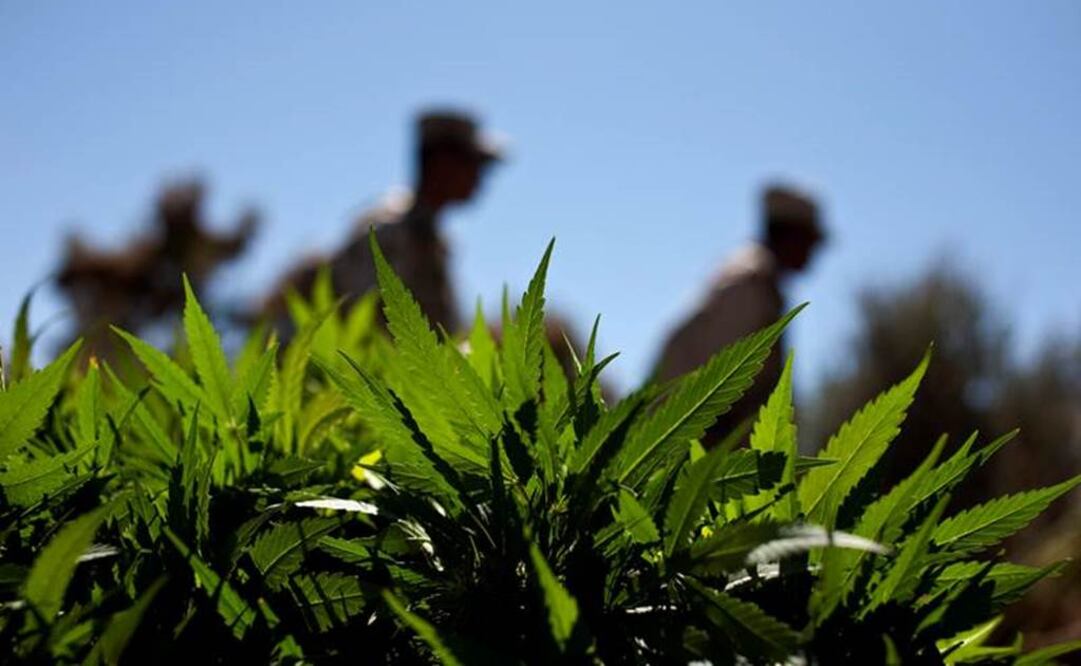 Halla Texas el mayor cultivo de mariguana en su historia