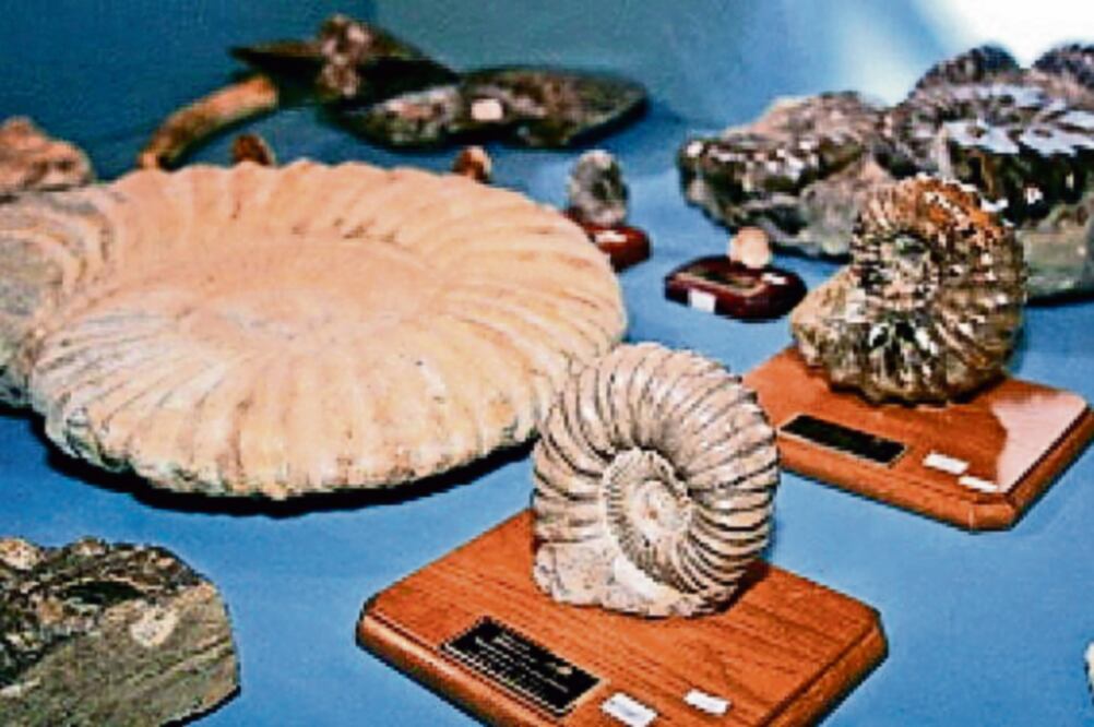 Los comerciantes dijeron que el valor total de las 400 piezas era de más de 10 millones de pesos