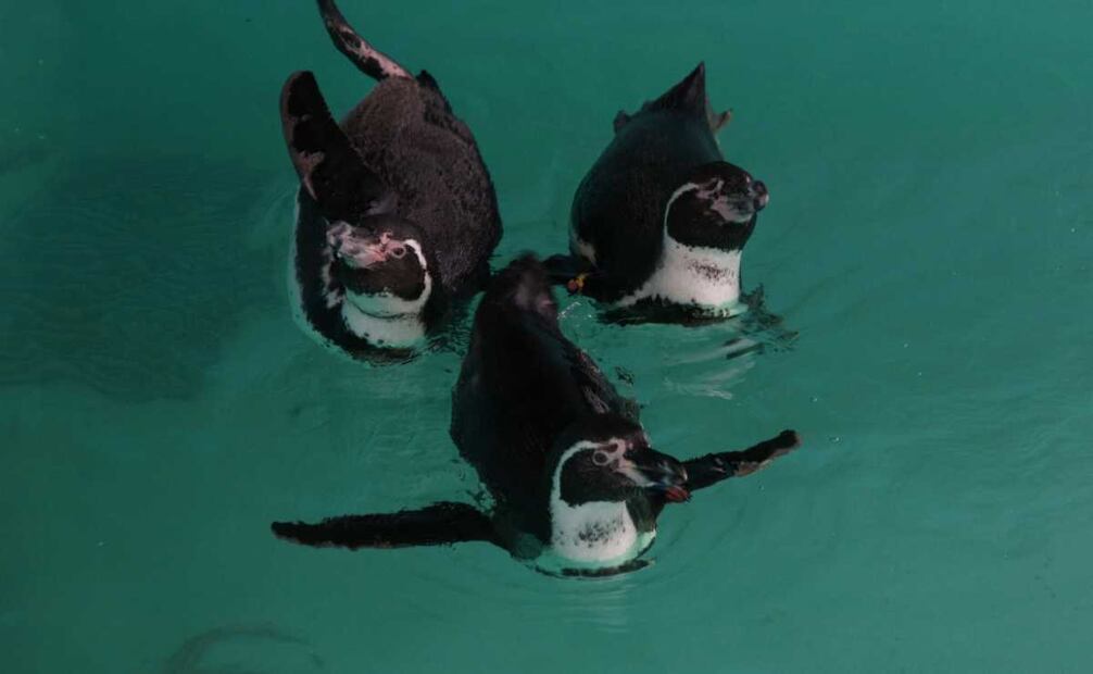 El pingüino de Humboldt es una especie amenazada de extinción que, de manera natural habita en las costas de Perú y Chile. Foto: Especial