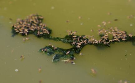 Suman 3 muertos tras "inusitado" aumento de casos de dengue en Bolivia 