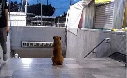 Bautizan como "Hachiko de La Raza" a perrito que espera todos los días a su dueña fallecida