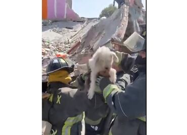 Rescatan a "Rufián", perrito que quedó bajo los escombros tras explosión en colonia Pensil