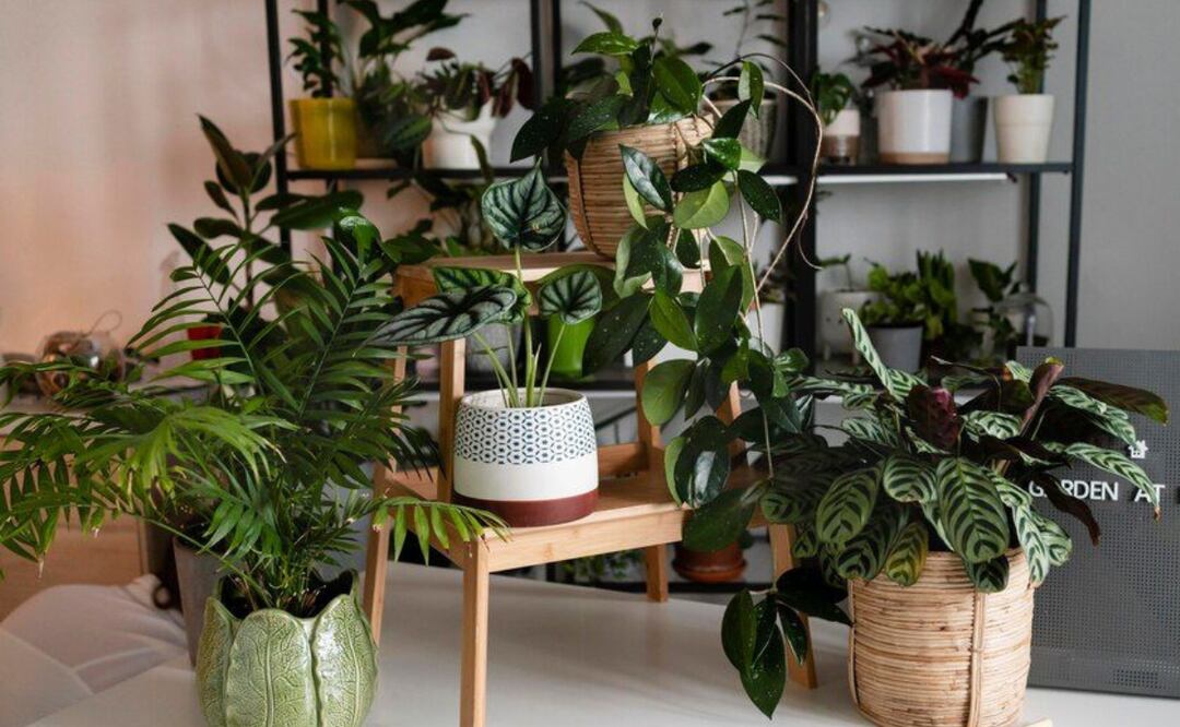 Cuida tu planta con esta receta de abono de cáscara de huevo. Fuente: Freepik.