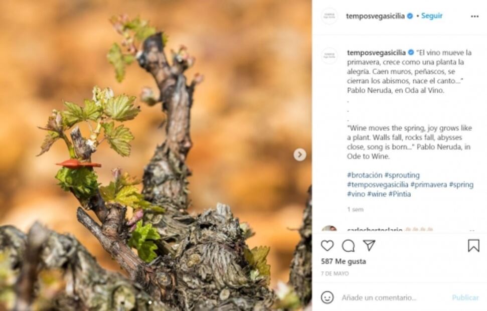 Tempos Vega Sicilia, la aristocracia del vino español