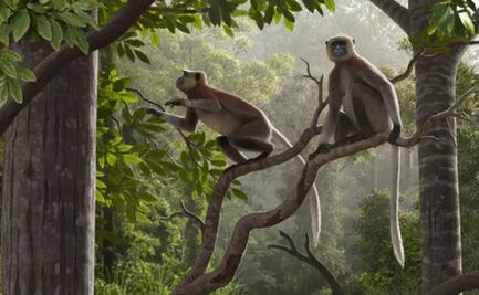 Fósiles de mono más antiguos fuera de África son excavados en China