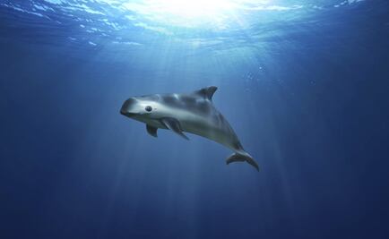 Sighting of vaquitas brings hope to the endangered species