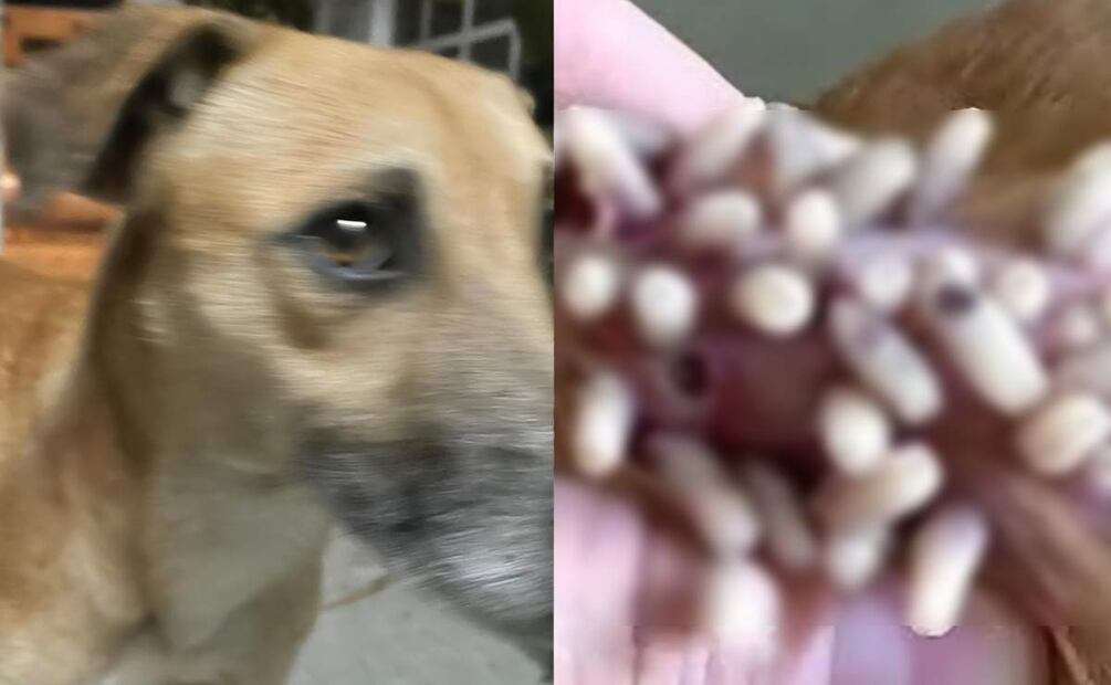 Perrito con herida infectada por larvas en Mérida, Yucatán (16/05/2025). Foto: Especial
