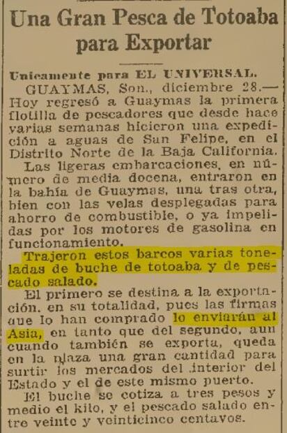 Totoaba: cien años de pesca y tráfico 