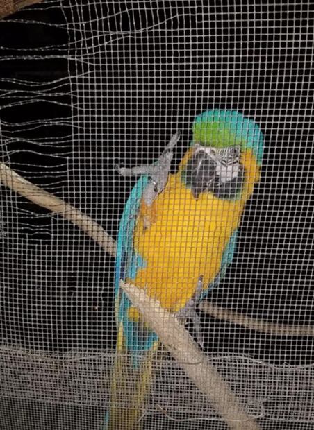Mexican authorities rescue two tigers & exotic birds in Tamaulipas