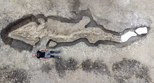 Hallan por casualidad fósil de "dragón marino", el más grande hasta ahora visto