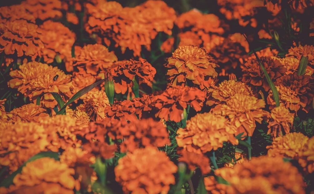 Foto: Couleur / Pixabay