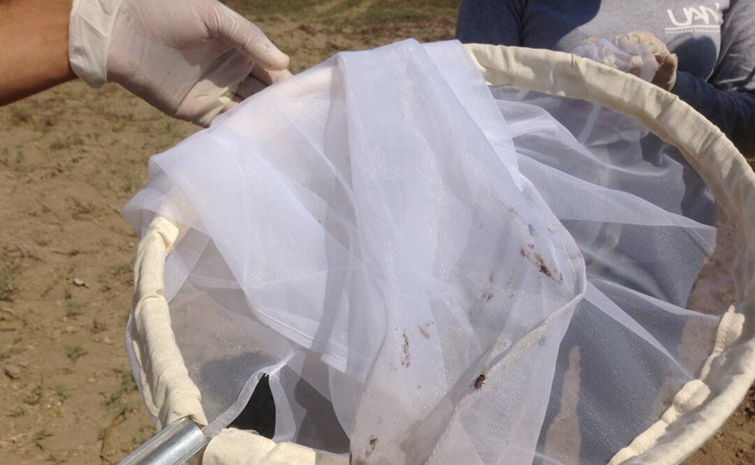 Los insectos más comunes en los cadáveres son las moscas, pero dependiendo de las condiciones del cuerpo, van apareciendo otros tipos. FOTO: Conacyt