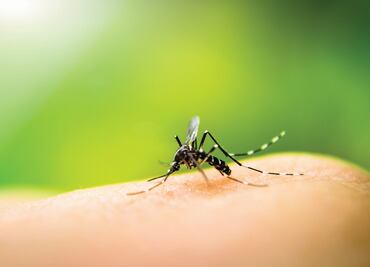 Zika: the consequences of the epidemic in Mexico