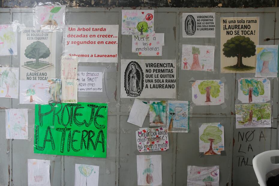 Los vecinos señalaron que se rompieron los acuerdos que alcanzaron con la Secretaría de Medio Ambiente y la alcaldía Benito Juárez, pues no les permitieron la entrada al predio para corroborar el estado de las raíces de Laureano, el cual tiene más de 100 años de edad. (Foto: Darío Luna/ EL UNIVERSAL)