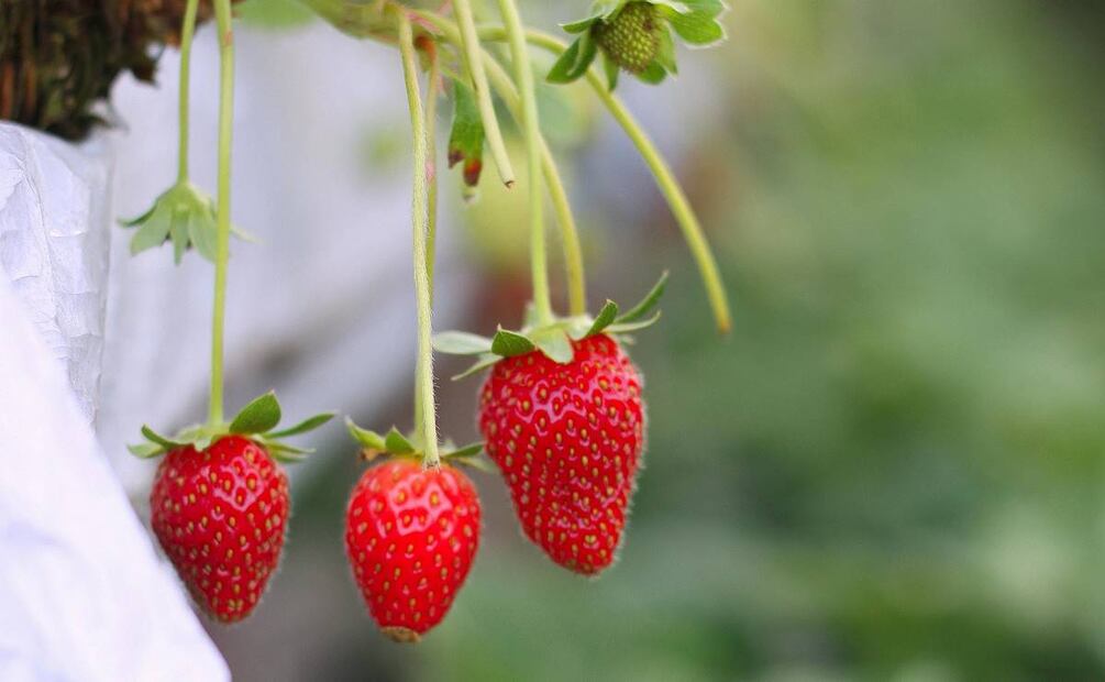 ¿Qué pasa si quitas el tallo de las fresas antes de desinfectarlas? Foto: Pexels