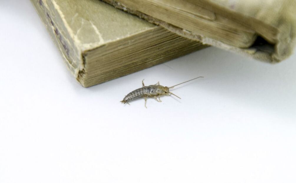 Los pececillos de plata, o Lepisma saccharina, son insectos pequeños, de menos de un centímetro de largo, con un cuerpo alargado y sin alas.
Foto: Captura de pantalla