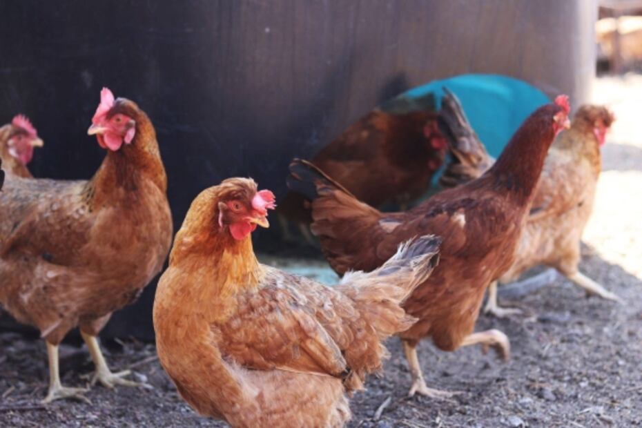 Nuevos Horizontes: el huerto que promueve hortalizas y vegetales recién cosechados