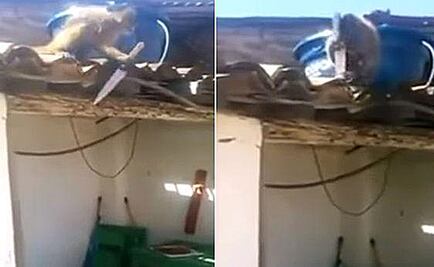 Mono 'ebrio' y con cuchillo causa pánico en Brasil