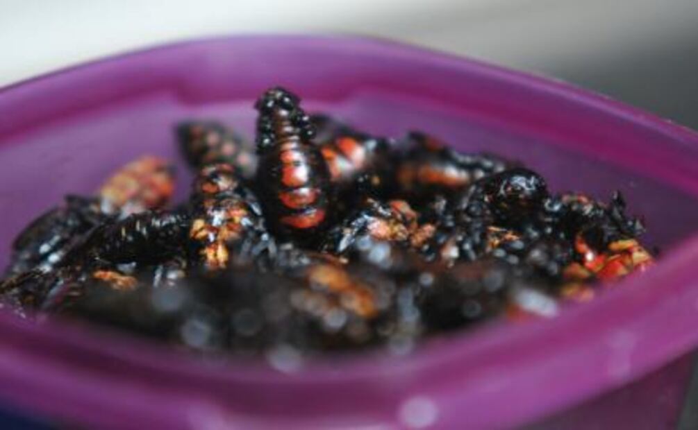 Insectos, ¡Una explosión de sabor!
