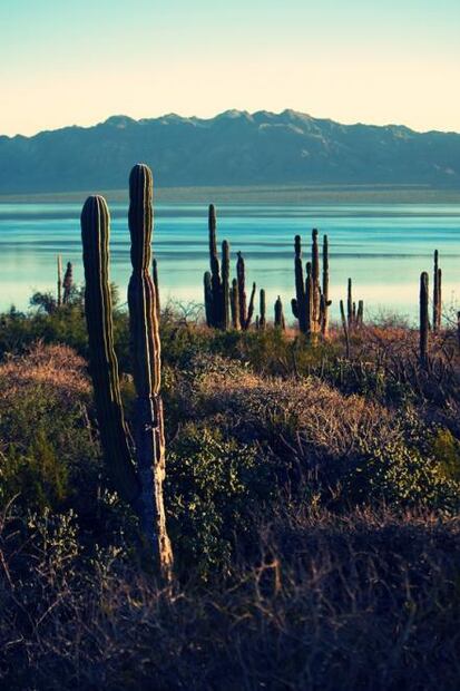 Los atractivos de la Reserva de la Biósfera El Vizcaíno que debes conocer