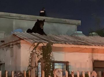"El Oso de Frontera", rescatan a oso negro que se trepó a una casa en Coahuila