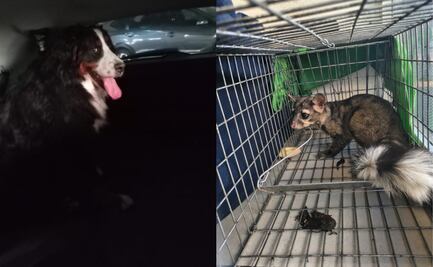 Rescatan a perrita y a cacomixtle en alcaldía Benito Juárez; "Génova" quedó atorada entre dos muros de un edificio de la colonia Del Valle